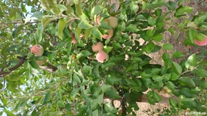 Vând teren intravilan + Livada - imagine 8