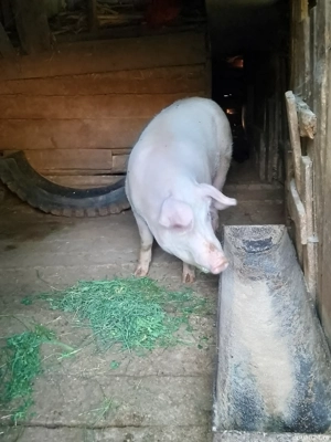 Porci de vânzare  - imagine 2