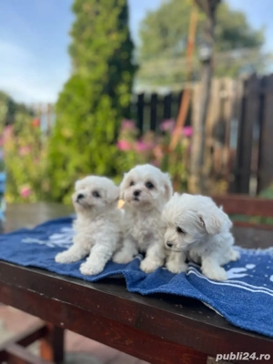 vand pui bichon maltese - imagine 2