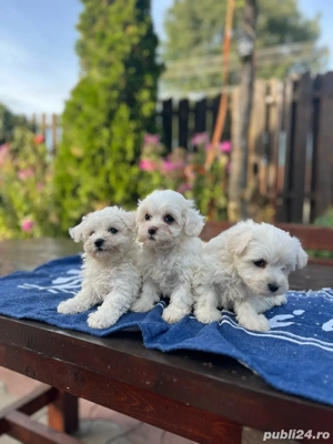 vand pui bichon maltese - imagine 3