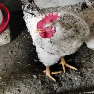 COCOȘi de rasă mare  - imagine 3