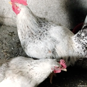 COCOȘi de rasă mare  - imagine 2