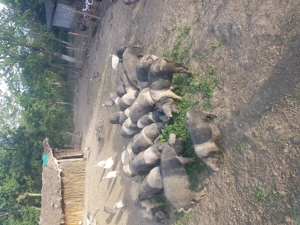 Vand purcei  s grasuni bazna   - imagine 2