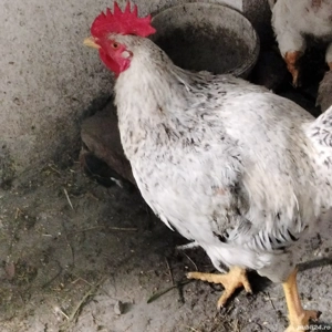 COCOȘi de rasă mare  - imagine 4