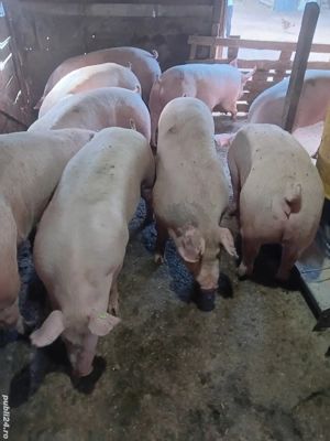 Porci De Carne Rasa Pic 100-200 kg - imagine 3 Porci De Carne Rasa Pic 100-200 kg - imagine 3