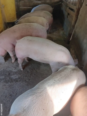 Porci De Carne Rasa Pic 100-200 kg - imagine 2 Porci De Carne Rasa Pic 100-200 kg - imagine 2