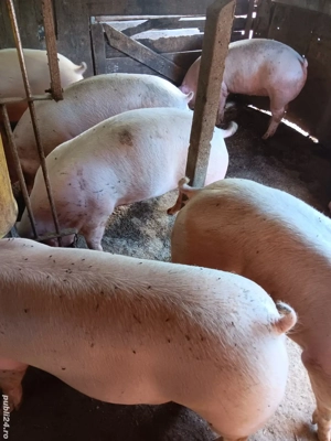 Porci De Carne Rasa Pic 100-200 kg - imagine 4 Porci De Carne Rasa Pic 100-200 kg - imagine 4