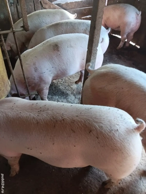 Porci De Carne Rasa Pic 100-200 kg - imagine 5 Porci De Carne Rasa Pic 100-200 kg - imagine 5