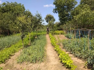 Casa particulara in conditii foarte bune cu gradina aproape de Tg. Mures