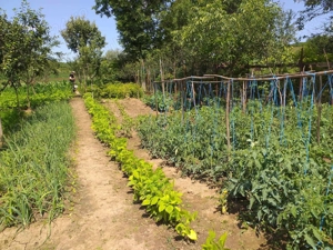 Casa particulara in conditii foarte bune cu gradina aproape de Tg. Mures - imagine 4