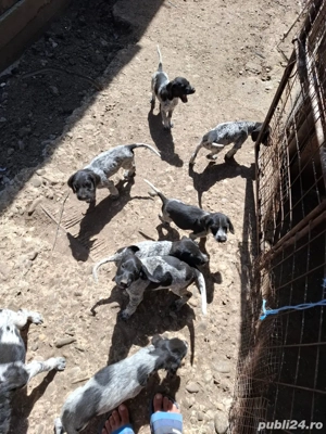 catei brac german - imagine 2 catei brac german - imagine 2