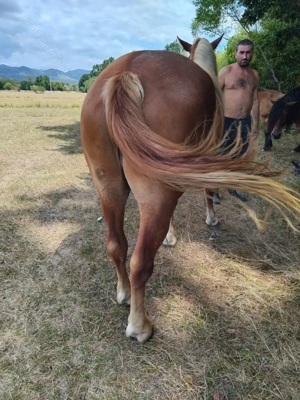 De vanzare manza - imagine 3