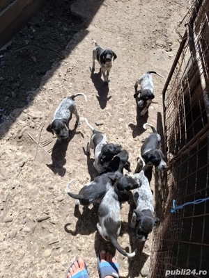 catei brac german - imagine 3 catei brac german - imagine 3