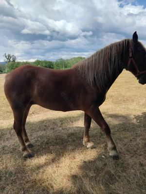 De vanzare manza - imagine 2