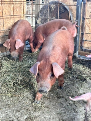 Purceii Duroc rasa pura - imagine 2