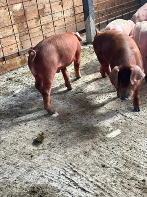 Purceii Duroc rasa pura - imagine 3