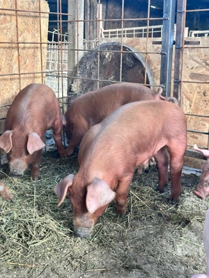 Purceii Duroc rasa pura - imagine 4