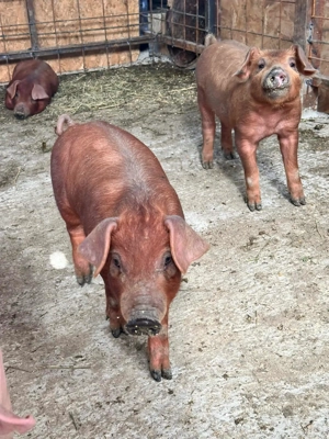 Purceii Duroc rasa pura - imagine 5