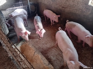 porci de vânzare 