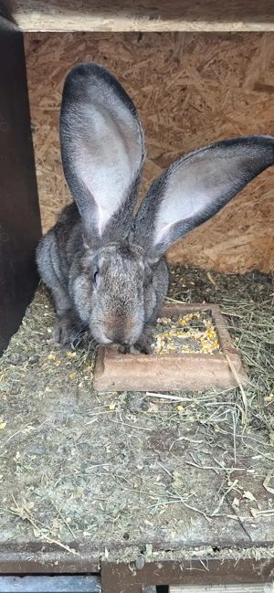 Iepuri urias german  de vanzare