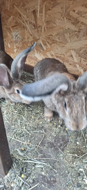 Iepuri urias german  de vanzare - imagine 5