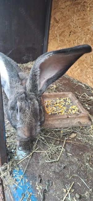 Iepuri urias german  de vanzare - imagine 4