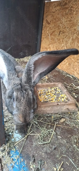 Iepuri urias german  de vanzare - imagine 3