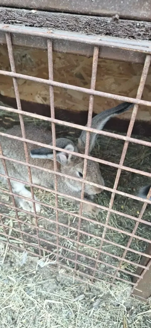 Iepuri urias german  de vanzare - imagine 2