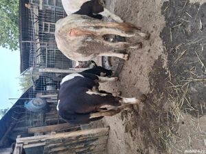 Vand vacii - imagine 2 Vand vacii - imagine 2