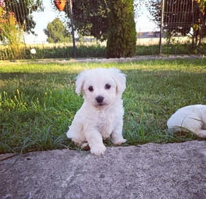 Bichon maltez pereche 