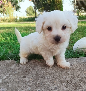 Bichon maltez albi imaculați 