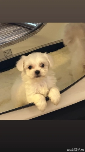 bichoni mini toy - imagine 2 bichoni mini toy - imagine 2