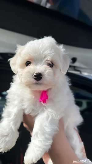 bichoni mini toy - imagine 3 bichoni mini toy - imagine 3