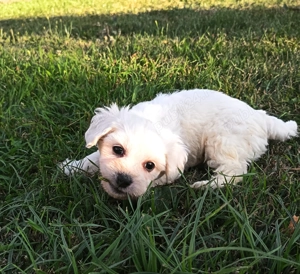 Bichon maltez pereche  - imagine 3