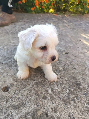 Bichon maltez albi  - imagine 2