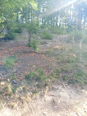 Vand parcele de 500 m teren intravilan in comuna Draganu,sat Dumbrăvești  - imagine 4