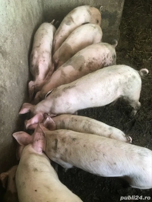 vând purcei de 3 luni - imagine 3