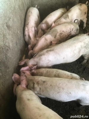 vând purcei de 3 luni