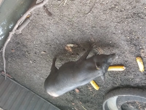 Porci vietnamezi  - imagine 3