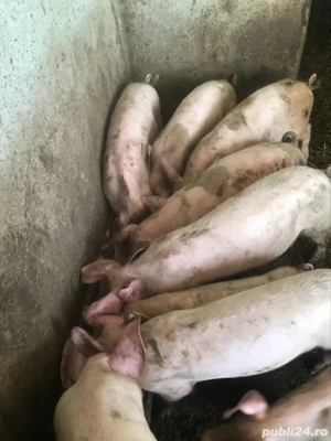 vând purcei de 3 luni - imagine 2