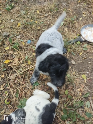 Vând femela Lagotto