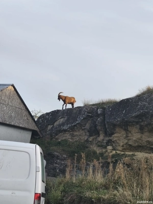 țap alpin francez  - imagine 3