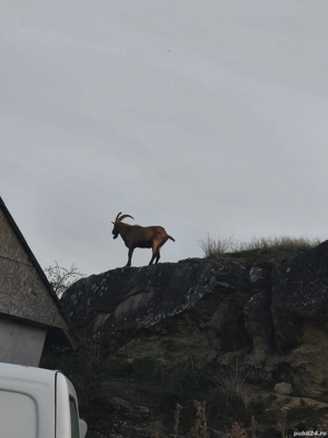 țap alpin francez  - imagine 2