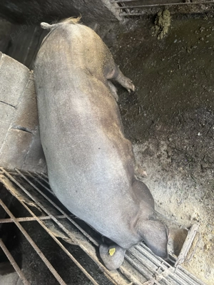 Porc de vânzare 