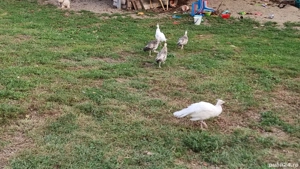 Pui de păun  - imagine 2