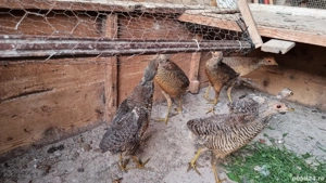 vând pui de fazan auriu pe roșu si galben  - imagine 3