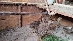 vând pui de fazan auriu pe roșu si galben  - imagine 2