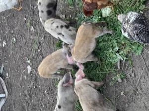 Purcei de vanzare....