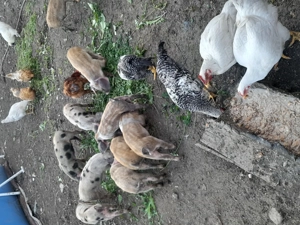 Purcei de vanzare.... - imagine 3