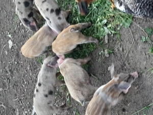 Purcei de vanzare.... - imagine 2